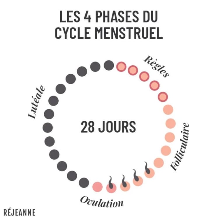 phases du cycle menstruel